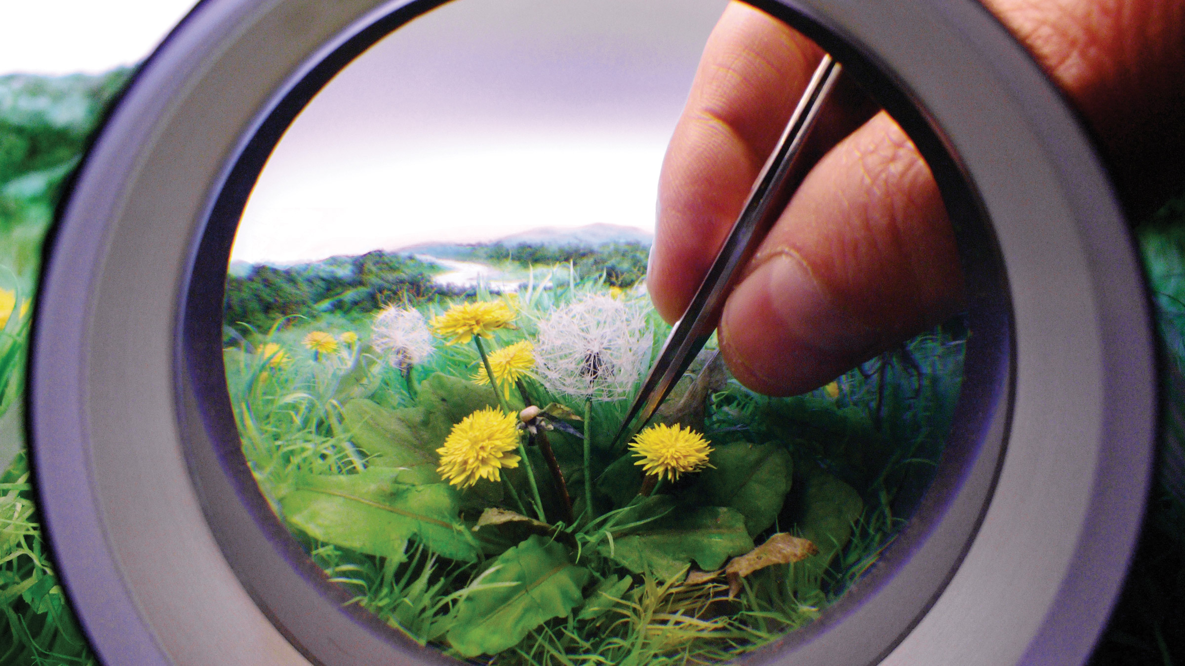 Dandelion Cluster #3